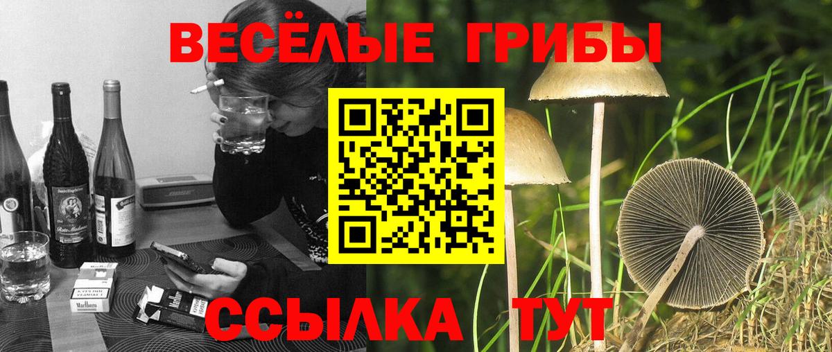 Псилоцибиновые грибы Cubensis Лабинск